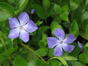 VINCA MINOR PERIWINKLE 4"/10T