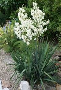 YUCCA FILAMENTOSA #2