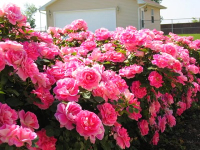 SRS CAREFREE WONDER #2 PINK