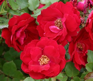 SRS CHAMPLAIN #2 RED