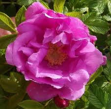SRS DWARF PAVEMENT #2 PINK STG25