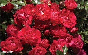 SRS REMINISCENT PINK #2 PW