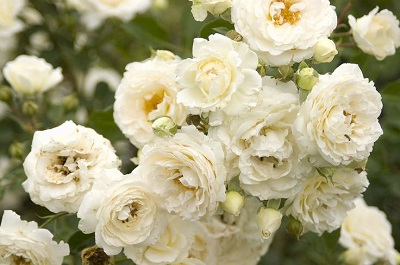 SRS SNOWDRIFT #2 WHITE