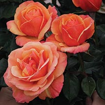 HTP ANNA'S PROMISE #3 PINK/BRONZ