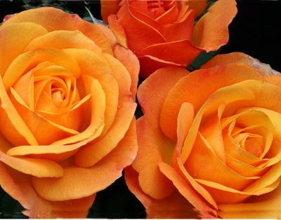 HTP GOOD AS GOLD #3 ORANGE