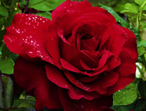 HTP LEGENDS #3 RUBY RED