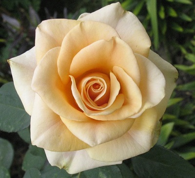 HTP MARILYN MONROE #3 APRICOT