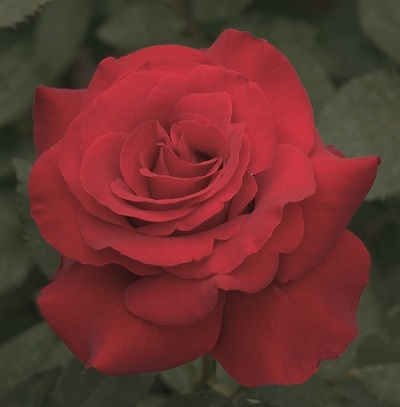 HTP OPENING NIGHT #3 PURE RED