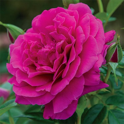 HTP PRETTY LADY ROSE #3DEEP PINK