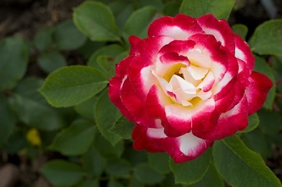HTR DOUBLE DELIGHT #3 CREAM RED