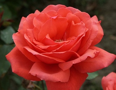 HTR FRAGRANT CLOUD #3 CORAL RED