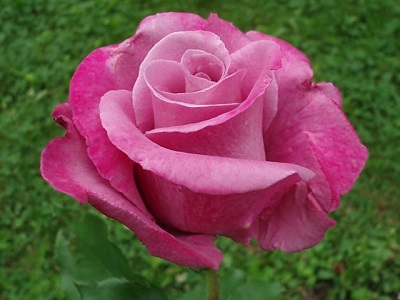 HTR FRAGRANT PLUM #3 LAVENDER