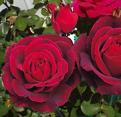 HTR MISTER LINCOLN #3 DEEP RED