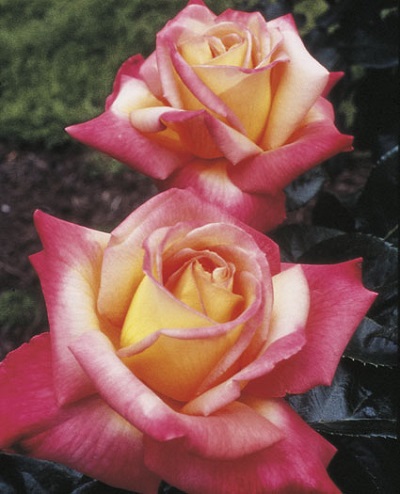 HTR PEACE #3 YLW AND PINK