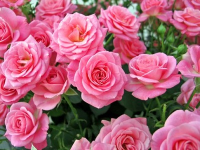 HTR QUEEN ELIZABETH #3 PINK