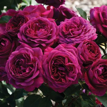 FPR CELESTIAL NIGHT #3 PLUM