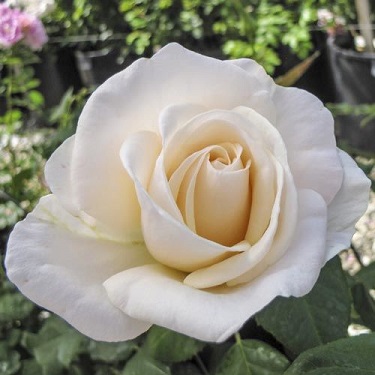 FPR EASY SPIRIT #3 WHITE