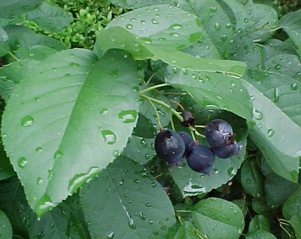 AMELA ALN REGENT SERVICEBERRY #5