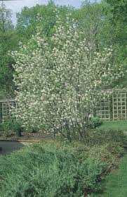 AMELA CANADENSIS SHADBLOW #5