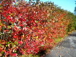 ARONIA MEL AUTUMN MAGIC #2