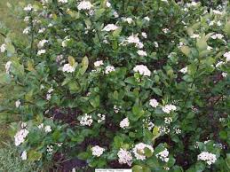 ARONIA MEL VIKING #5