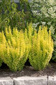 BERBE THU SUNJOY GOLD PILLAR#3PW