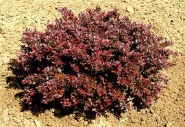 BERBE THU CABERNET #2 FE