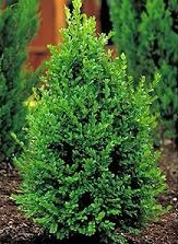 BUXUS GREEN MOUNTAIN BOXWOOD #2