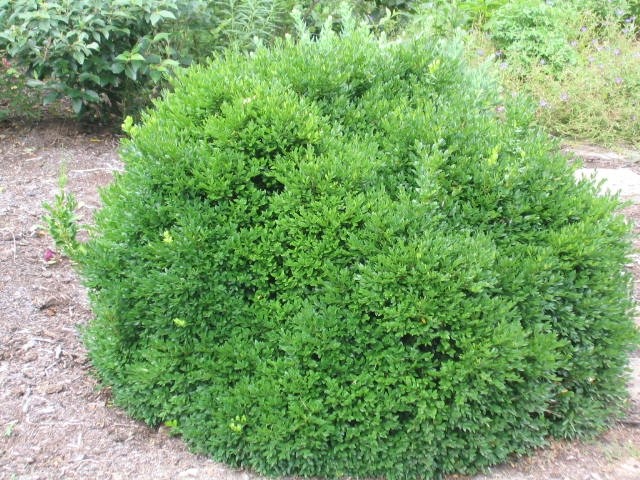 BUXUS GREEN VELVET BOXWOOD #7