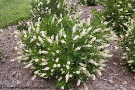 CLETHRA ALN VANILLA SPICE #2 PW