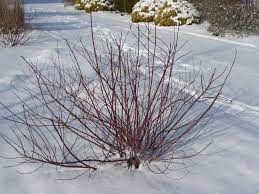 CORNUS ALBA MINBAT #5