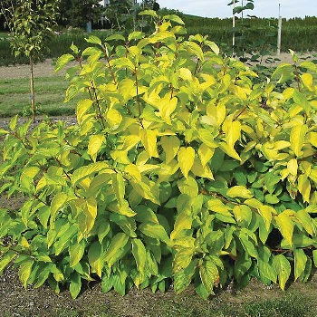 CORNUS ALB NEON BURST #2 FE