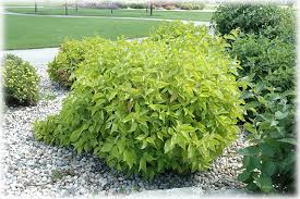 CORNUS A PRAIRIE FIRE DOGWOOD #5