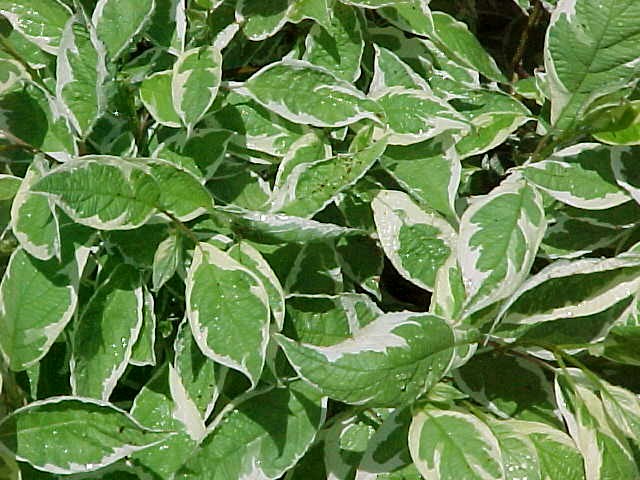 CORNUS IVORY HALO DOGWOOD #2