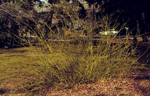 CORNUS ALB BUD'S YELLOW #5