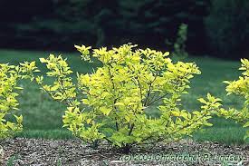 CORNUS HES GARDEN GLOW #5