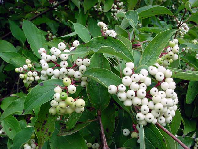 CORNUS RAC GRAY DOGWOOD #5