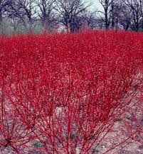 CORNUS REDTWIG DOGWOOD #7
