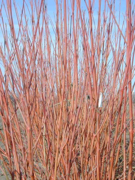 CORNUS CARDINAL DOGWOOD #2