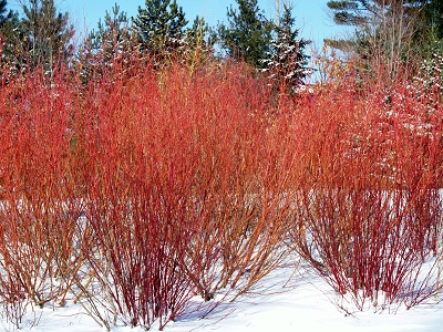 CORNUS CARDINAL DOGWOOD #7