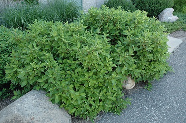 CORNUS SER FIREDANCE #5 FE