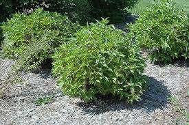 CORNUS SER ALLEMAN'S DWF #5