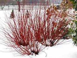 CORNUS SER ARCTIC FIRE #5 PW