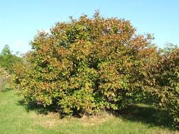 CORYLUS AMERICANA #5 AM HAZELNUT