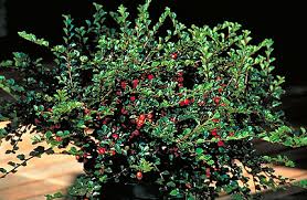 COTONEASTER API CRANBERRY #2