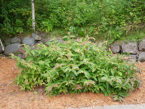 DIERVILLA LON DWF BUSH HONEY #5