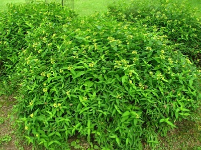 DIERVILLA SES BUTTERFLY BUSH #2