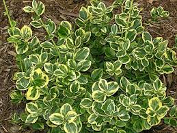 EUONYMUS FOR GOLD SPLASH #2 PW