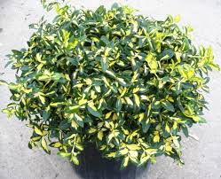 EUONYMUS FOR MOONSHADOW #2