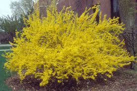 FORSYTHIA GOLD CLUSTER #2